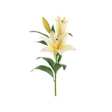 Lilja snittblomma honungsgul