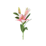 Lilja snittblomma rosa