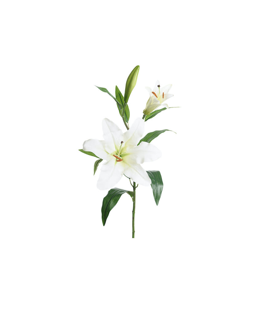 Lilja snittblomma vit