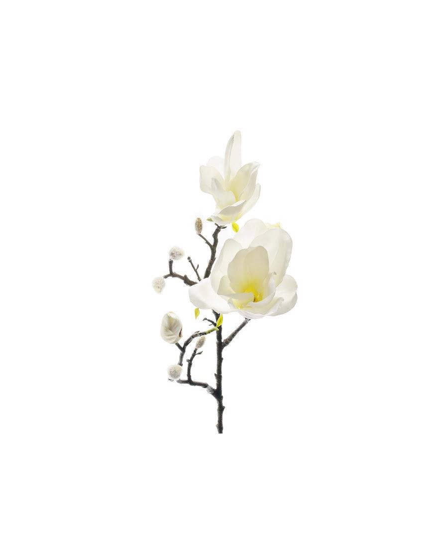 Magnolia snittblomma vit 60 cm