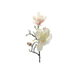Magnolia snittblomma vit/rosa