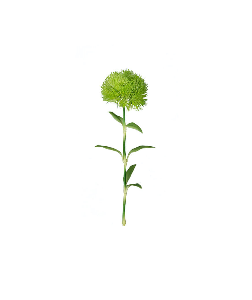 Nejlika snittblomma grön