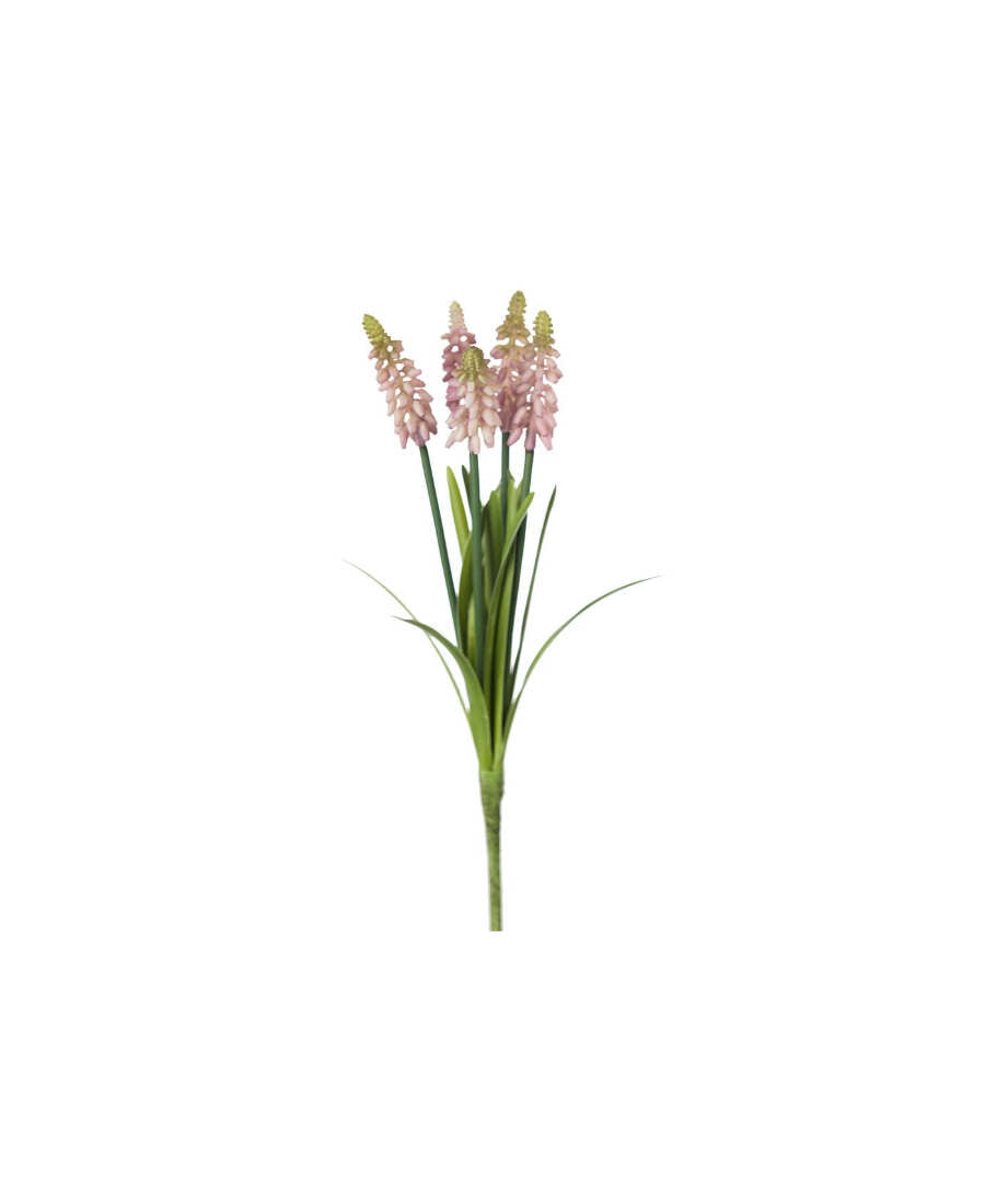 Pärlhyacint snittblomma rosa