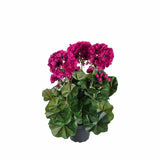 Pelargon konstväxt mörklila 35 cm