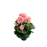 Pelargon konstväxt rosa 35 cm