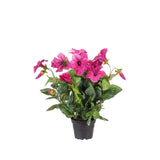 Petunia konstväxt rosa 30 cm