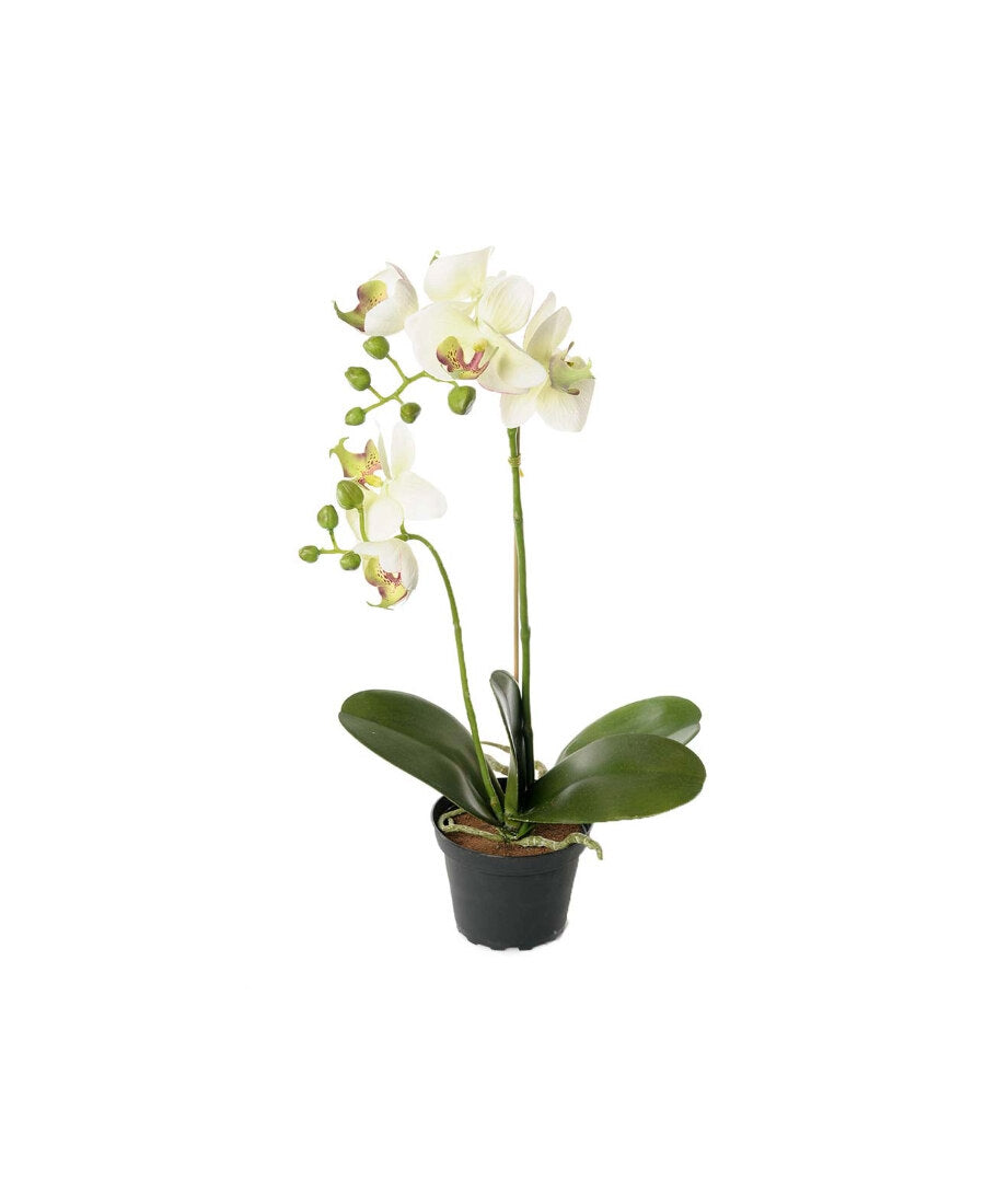 Phalaenopsis konstväxt grön/vit