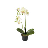Phalaenopsis konstväxt grön/vit