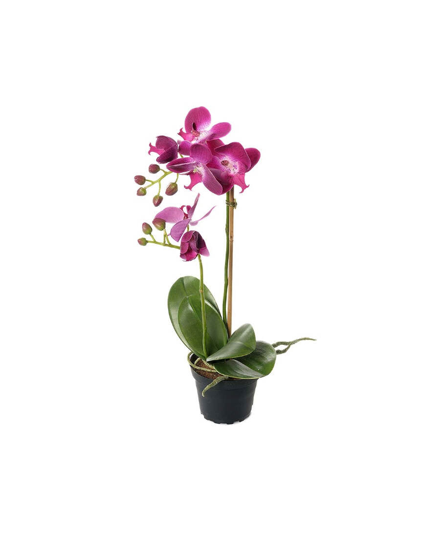 Phalaenopsis konstväxt lila