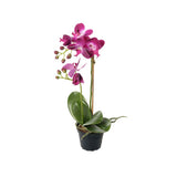 Phalaenopsis konstväxt lila