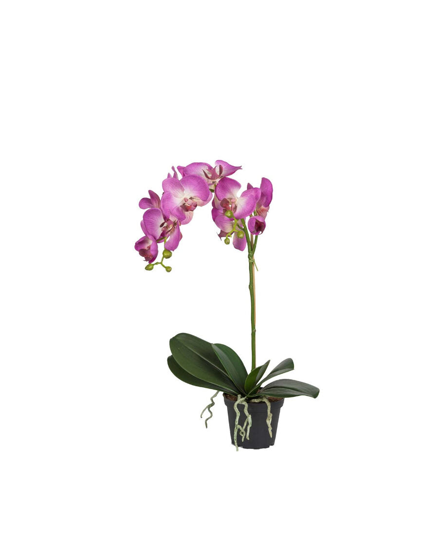 Phalaenopsis konstväxt lila 60 cm