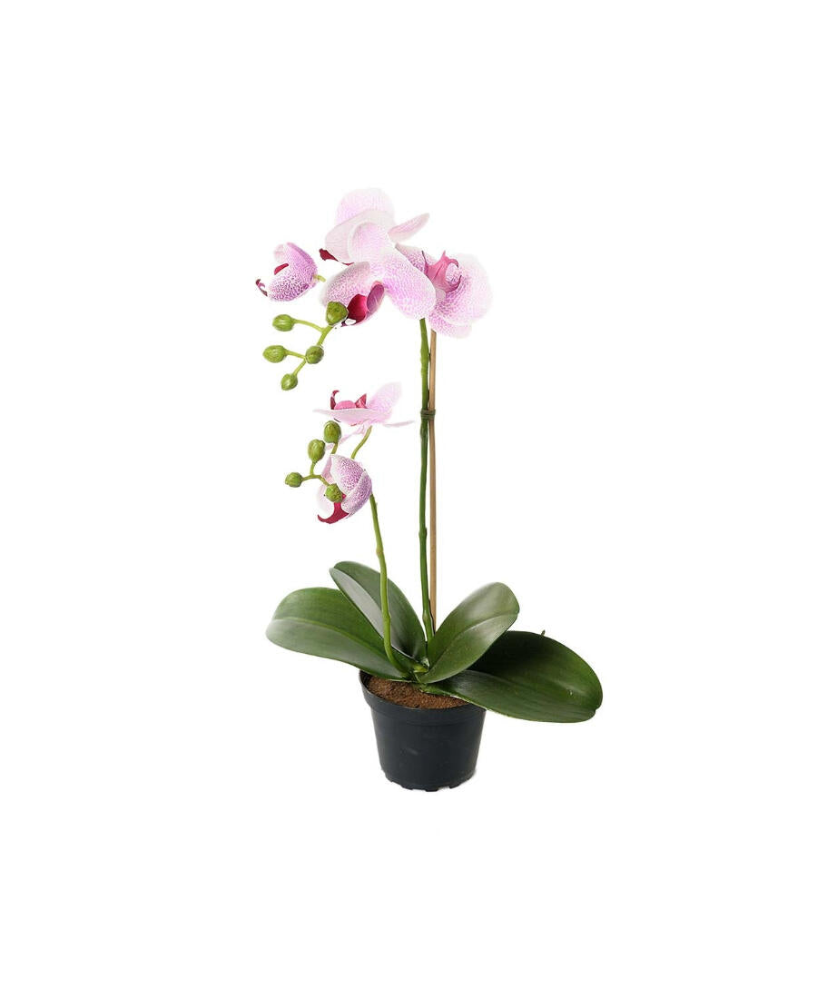 Phalaenopsis konstväxt ljuslila