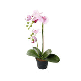Phalaenopsis konstväxt ljuslila