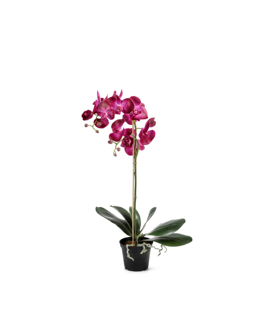 Phalaenopsis konstväxt mörklila 60 cm