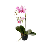 Phalaenopsis konstväxt rosa
