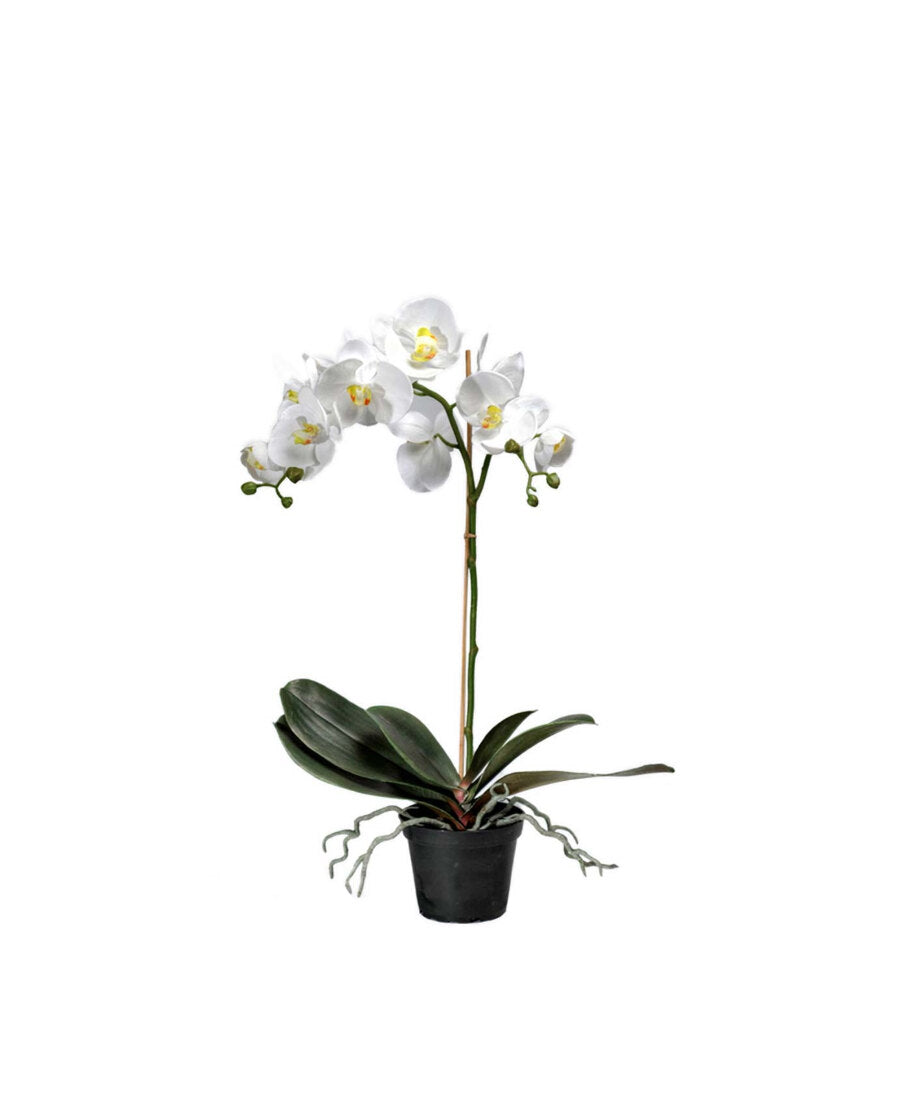 Phalaenopsis konstväxt vit 60 cm