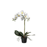 Phalaenopsis konstväxt vit 60 cm