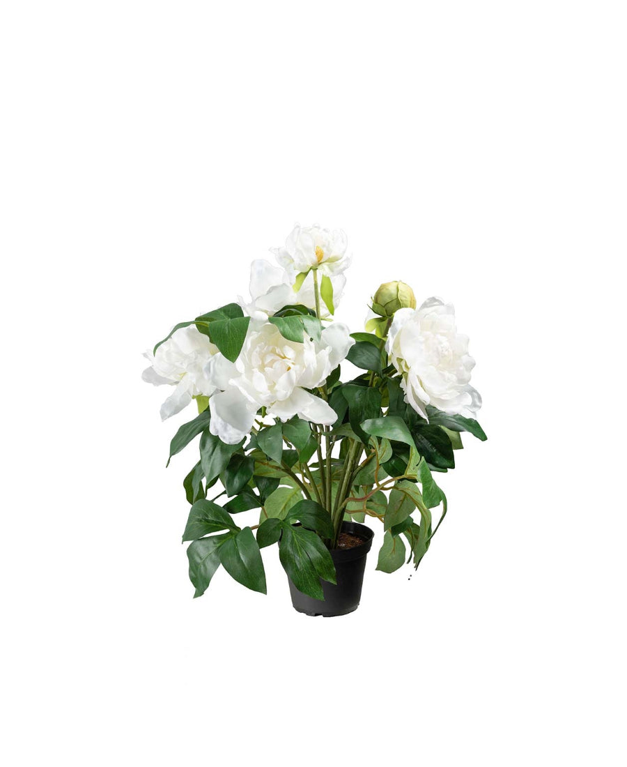 Pion konstväxt vit 40 cm
