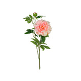 Pion snittblomma ljusrosa 65 cm