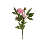 Pion snittblomma rosa 65 cm