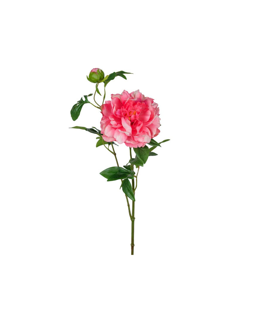 Pion snittblomma mörkrosa 65 cm