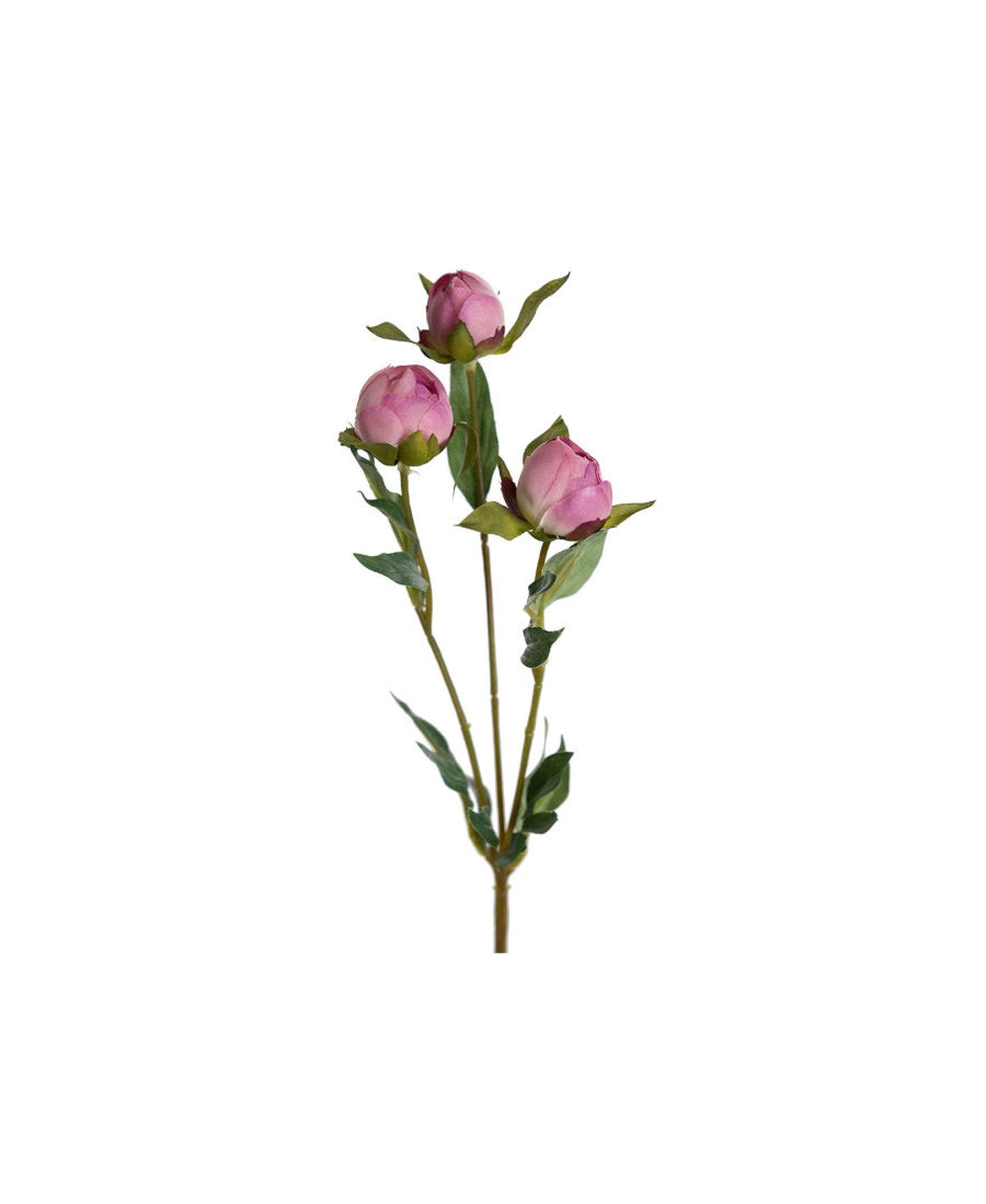 Pion snittblomma rosa 45 cm