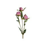 Pion snittblomma rosa 45 cm
