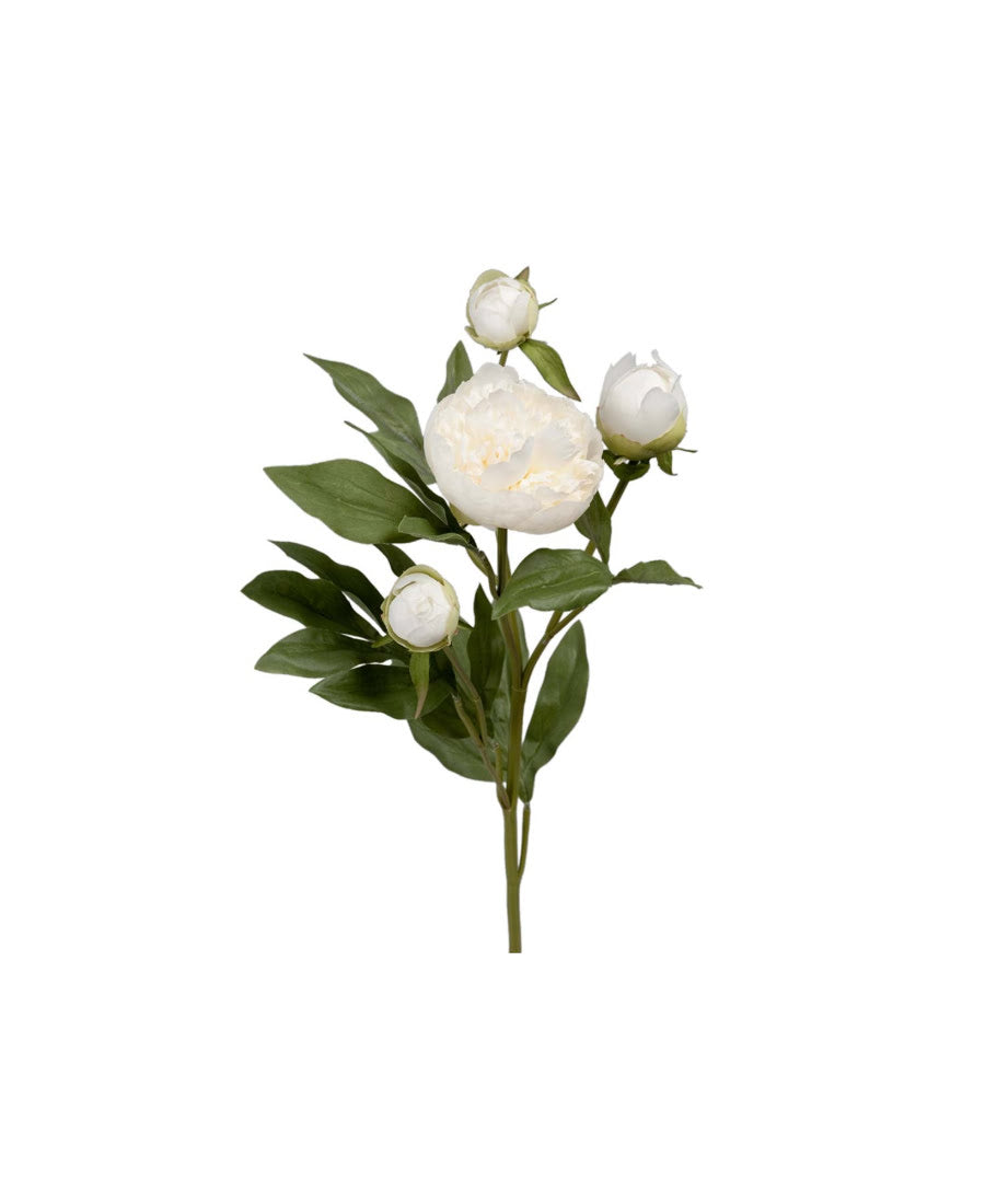 Pion snittblomma vit 65 cm