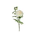 Pion snittblomma vit