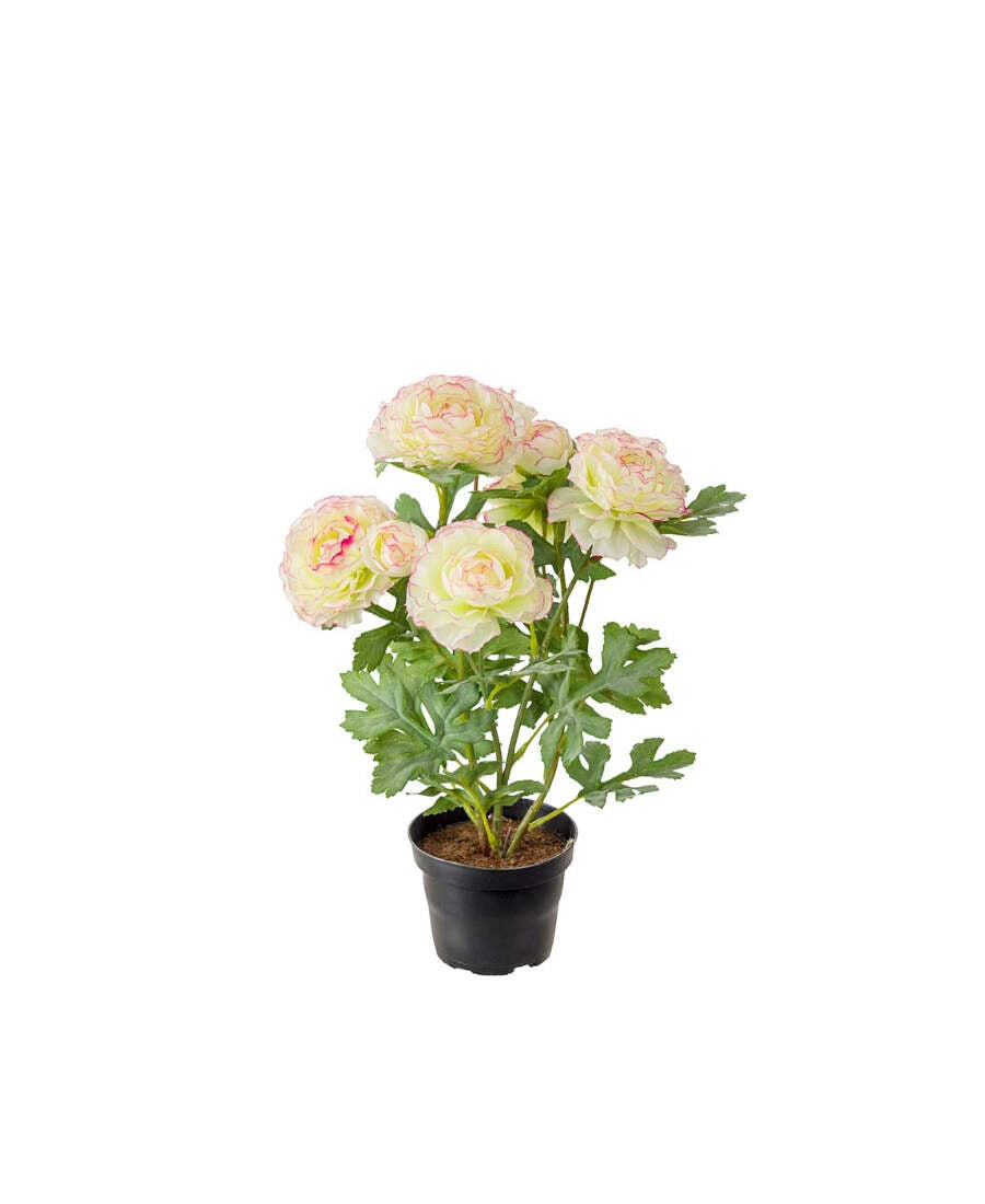 Ranuncel konstväxt vit/rosa 30 cm