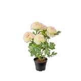 Ranuncel konstväxt vit/rosa 30 cm