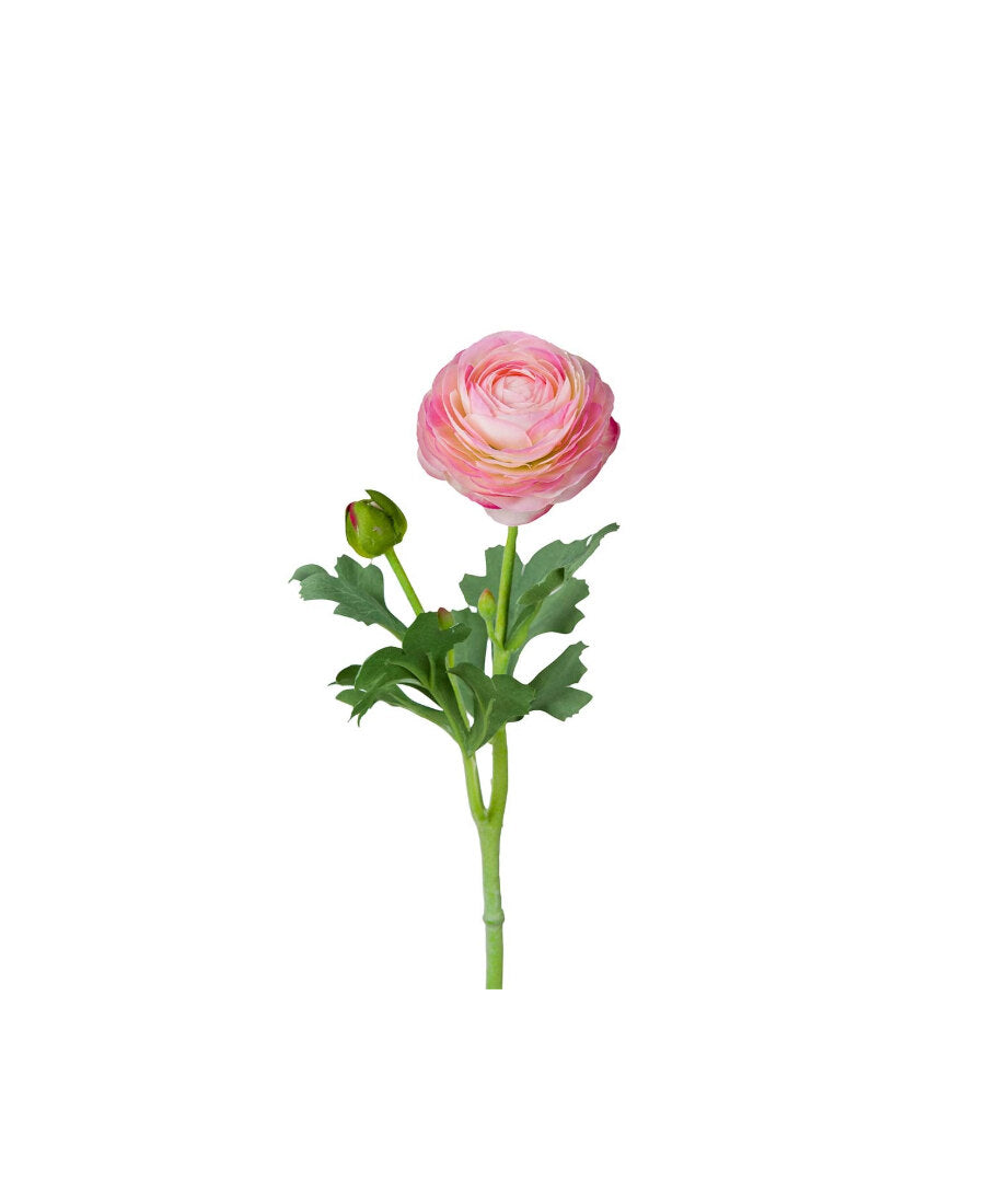 Ranuncel snittblomma ljusrosa 50 cm