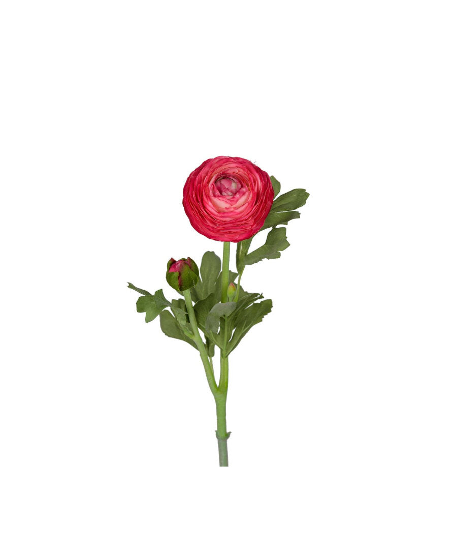 Ranuncel snittblomma cerise 50 cm