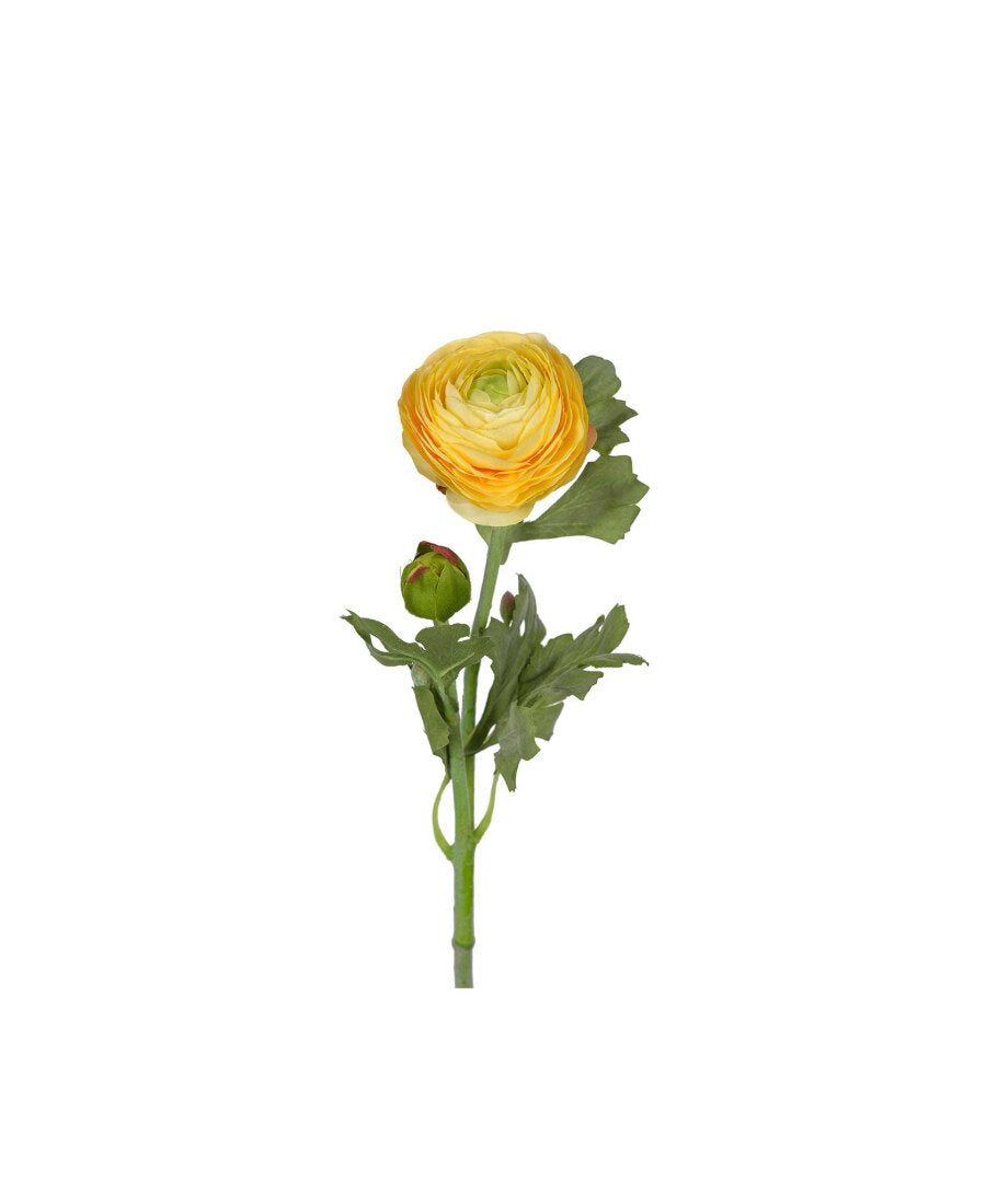 Ranuncel snittblomma gul 50 cm