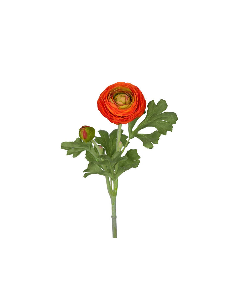 Ranuncel snittblomma orange 50 cm