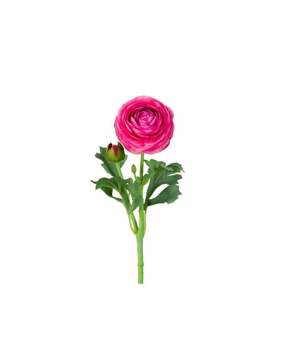Ranuncel snittblomma rosa 50 cm