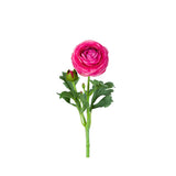 Ranuncel snittblomma rosa 50 cm