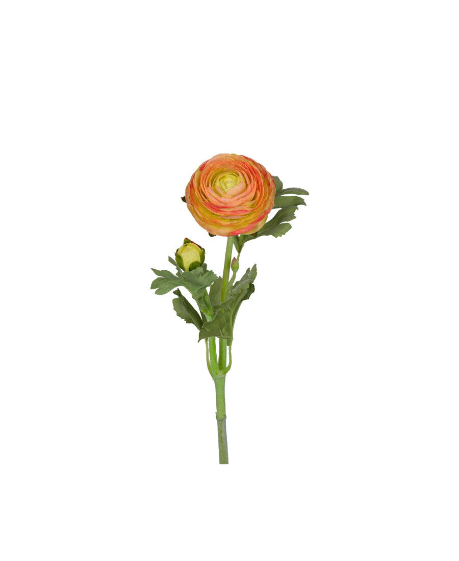 Ranuncel snittblomma rosa 50 cm