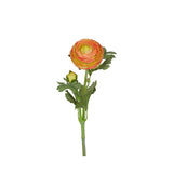 Ranuncel snittblomma rosa 50 cm