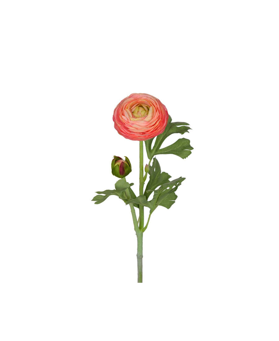 Ranuncel snittblomma rosa 50 cm