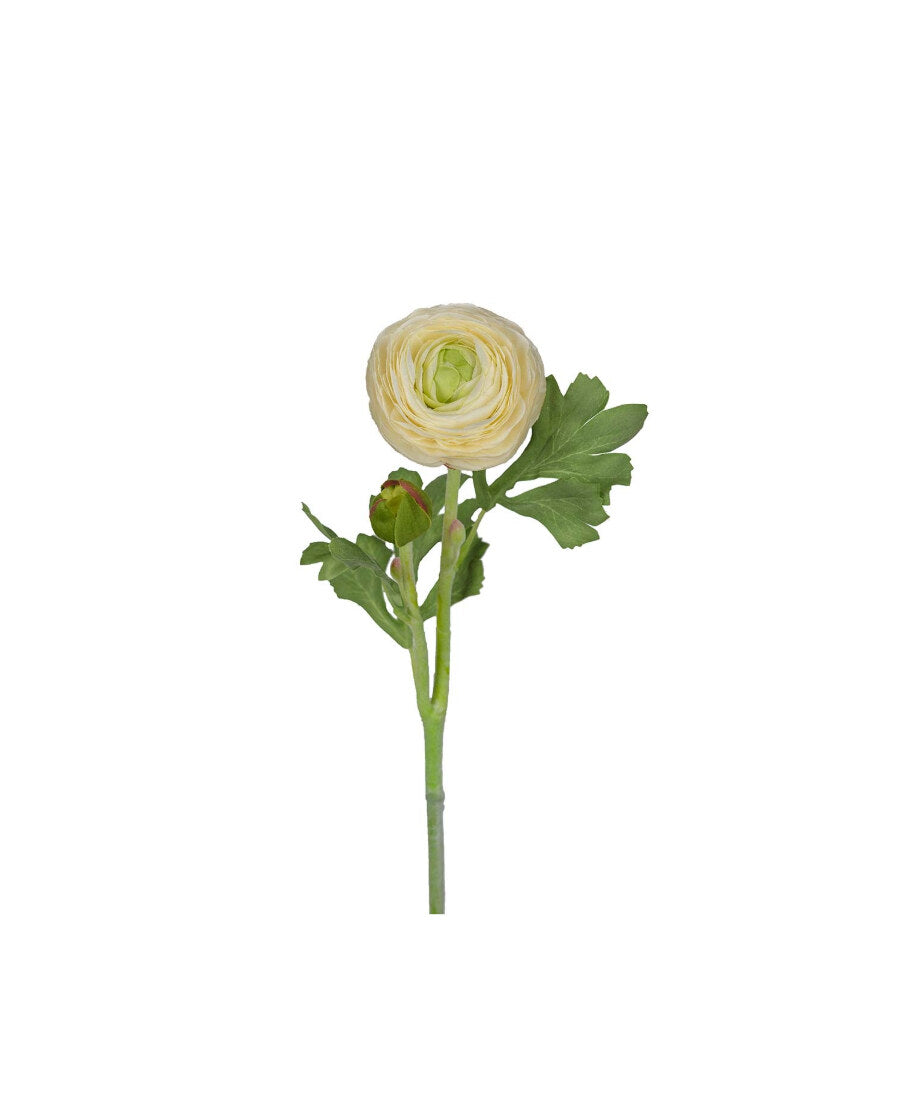 Ranuncel snittblomma vit 50 cm