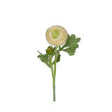 Ranuncel snittblomma vit 50 cm
