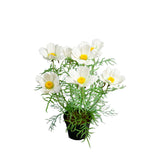 Rosenskära konstväxt vit 40 cm