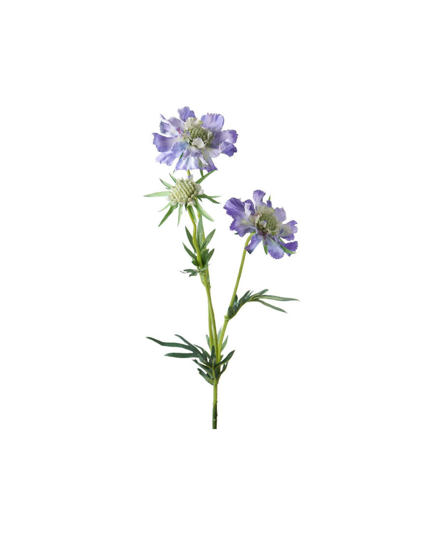 Scabiosa snittblomma blå