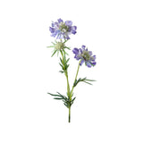 Scabiosa snittblomma blå