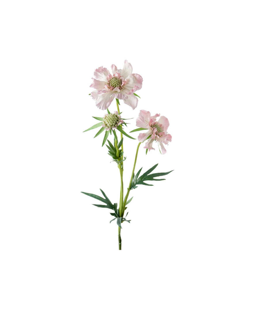 Scabiosa snittblomma rosa