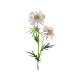 Scabiosa snittblomma rosa