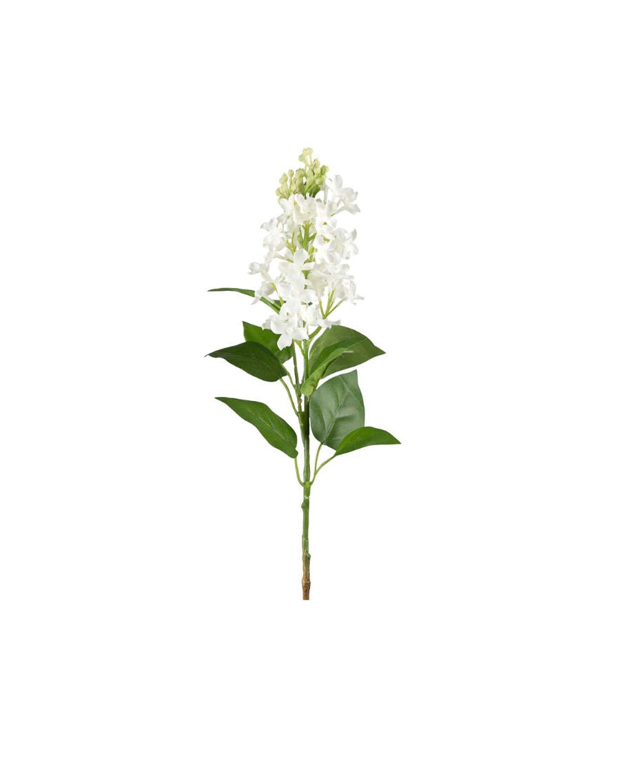 Syrén snittblomma vit