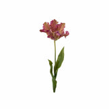 Tulpan snittblomma lila
