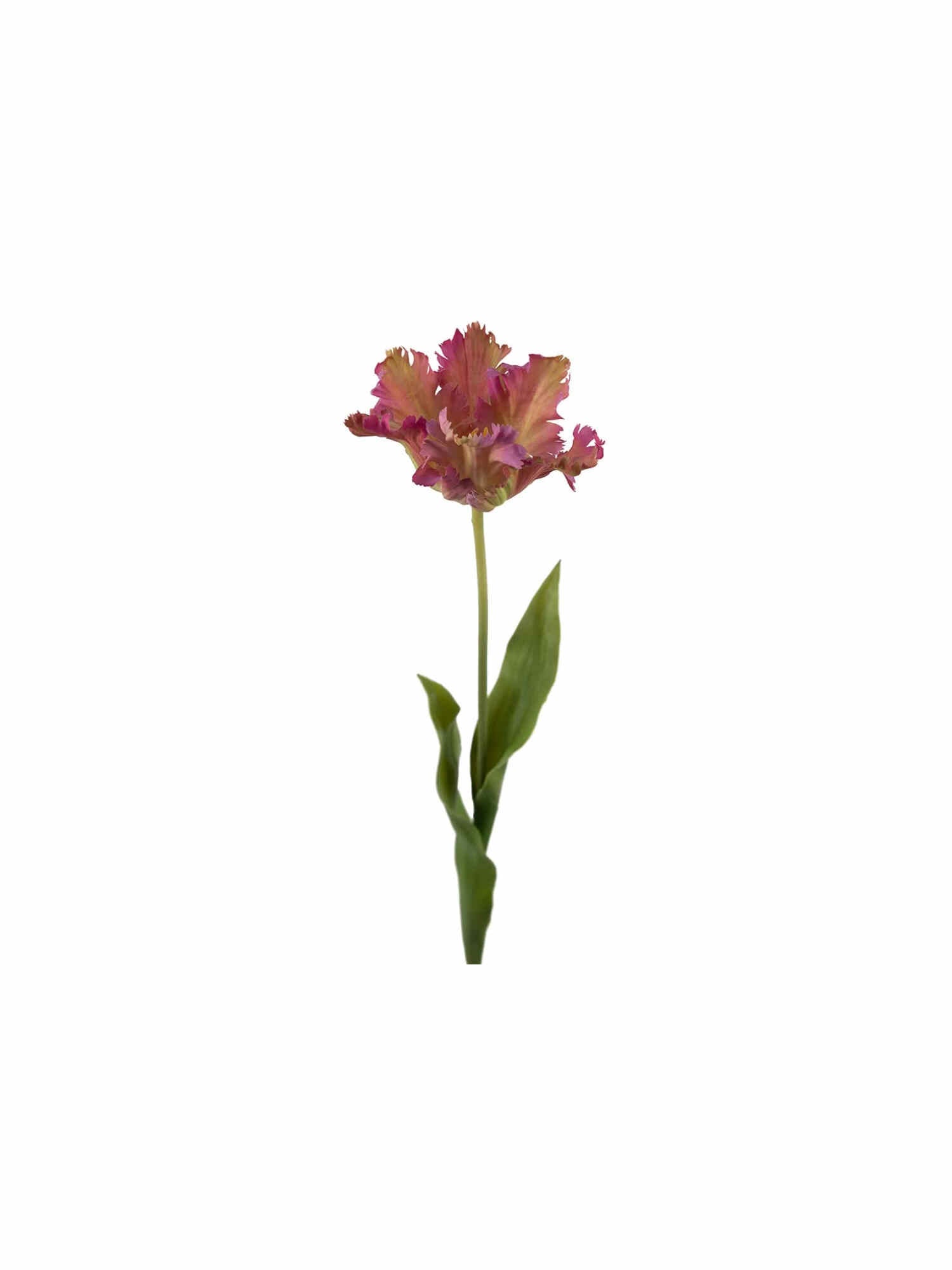 Tulpan snittblomma lila